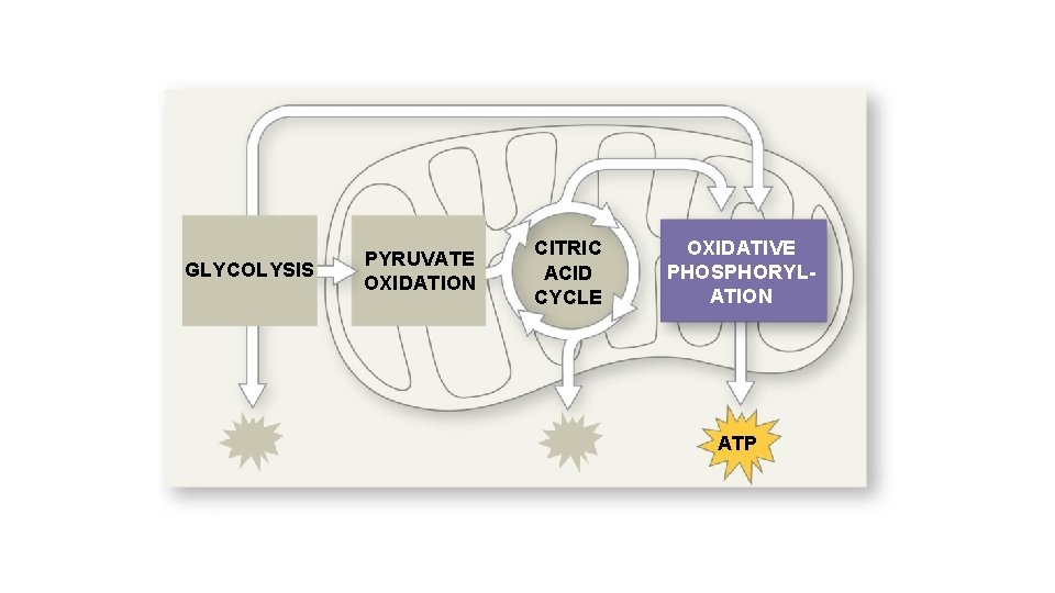 GLYCOLYSIS PYRUVATE OXIDATION CITRIC ACID CYCLE OXIDATIVE PHOSPHORYLATION ATP 