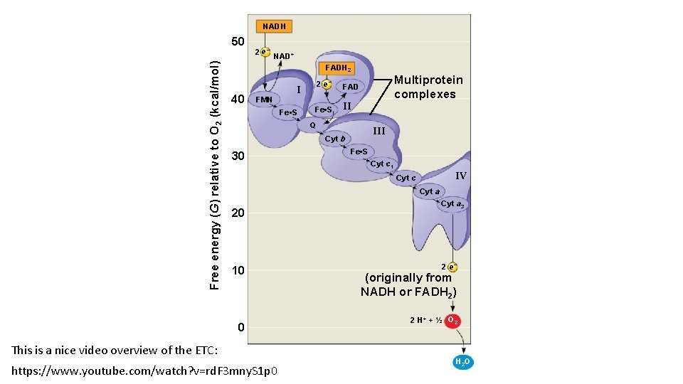 NADH Free energy (G) relative to O 2 (kcal/mol) 50 2 e− NAD+ FADH