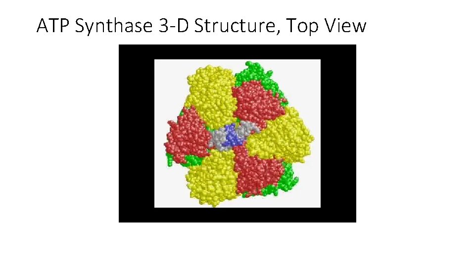 ATP Synthase 3 -D Structure, Top View 