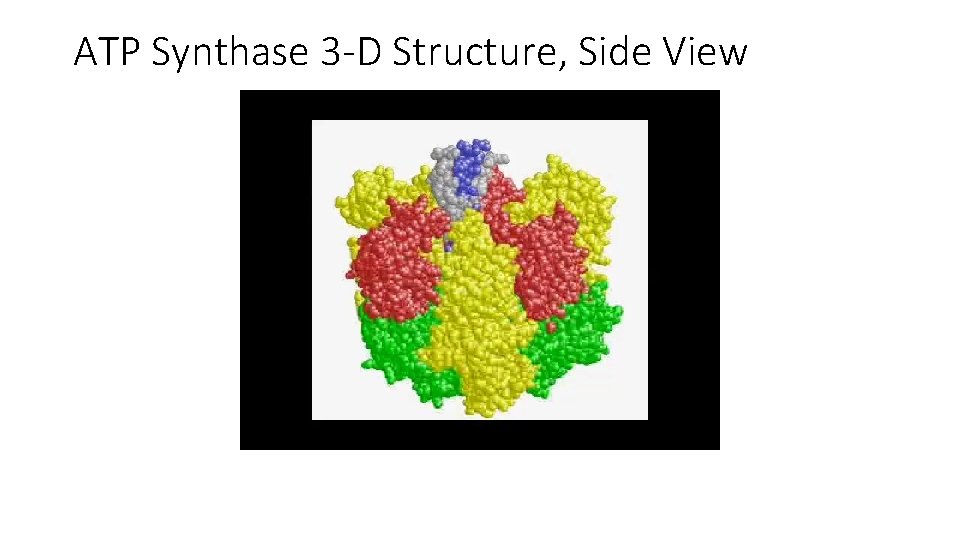 ATP Synthase 3 -D Structure, Side View 