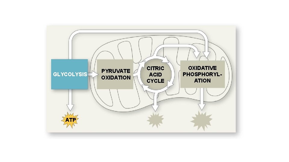 GLYCOLYSIS ATP PYRUVATE OXIDATION CITRIC ACID CYCLE OXIDATIVE PHOSPHORYLATION 