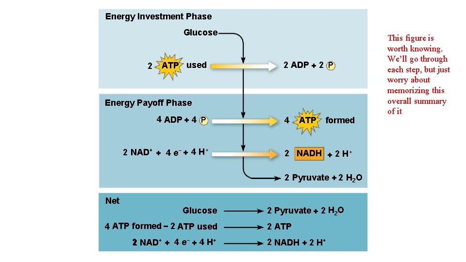 Energy Investment Phase Glucose 2 ATP used 2 ADP + 2 P Energy Payoff
