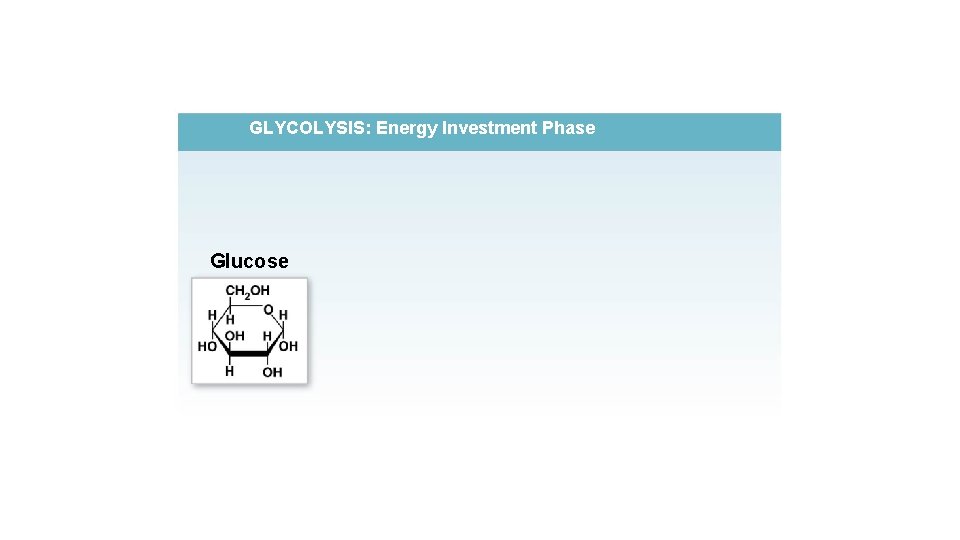 GLYCOLYSIS: Energy Investment Phase Glucose 