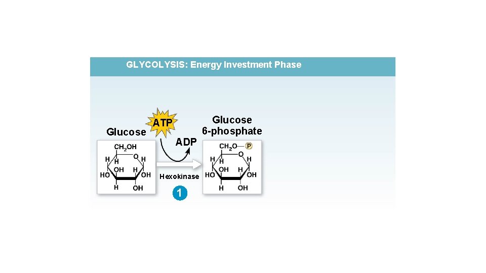 GLYCOLYSIS: Energy Investment Phase Glucose ATP ADP Hexokinase 1 Glucose 6 -phosphate 