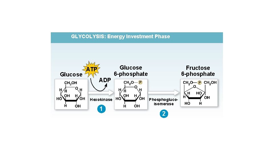 GLYCOLYSIS: Energy Investment Phase Glucose ATP ADP Hexokinase 1 Glucose 6 -phosphate Fructose 6