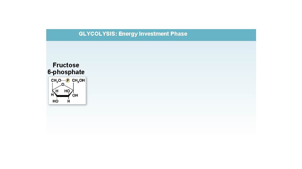 GLYCOLYSIS: Energy Investment Phase Fructose 6 -phosphate 