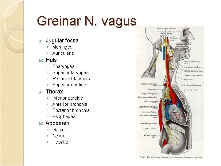 Greinar N. vagus Jugular fossa ◦ Meningeal ◦ Auricularis Háls ◦ ◦ Thorax ◦ Greinar N. vagus Jugular fossa ◦ Meningeal ◦ Auricularis Háls ◦ ◦ Thorax ◦