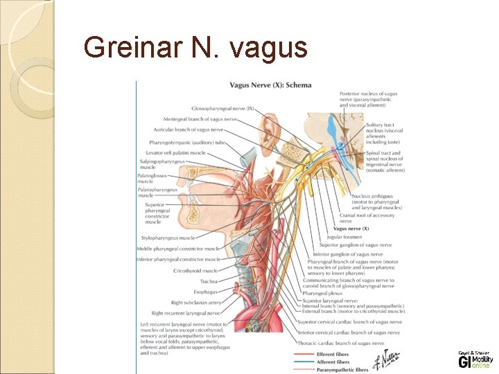 Greinar N. vagus Greinar N. vagus
