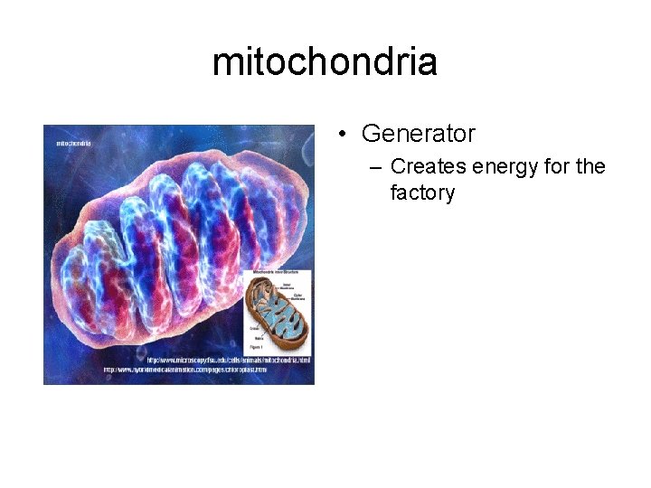 mitochondria • Generator – Creates energy for the factory 