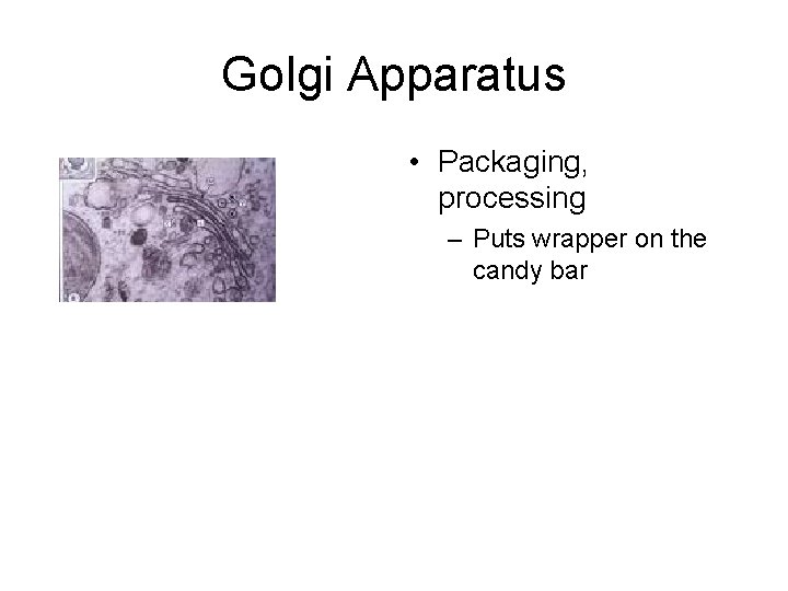 Golgi Apparatus • Packaging, processing – Puts wrapper on the candy bar 