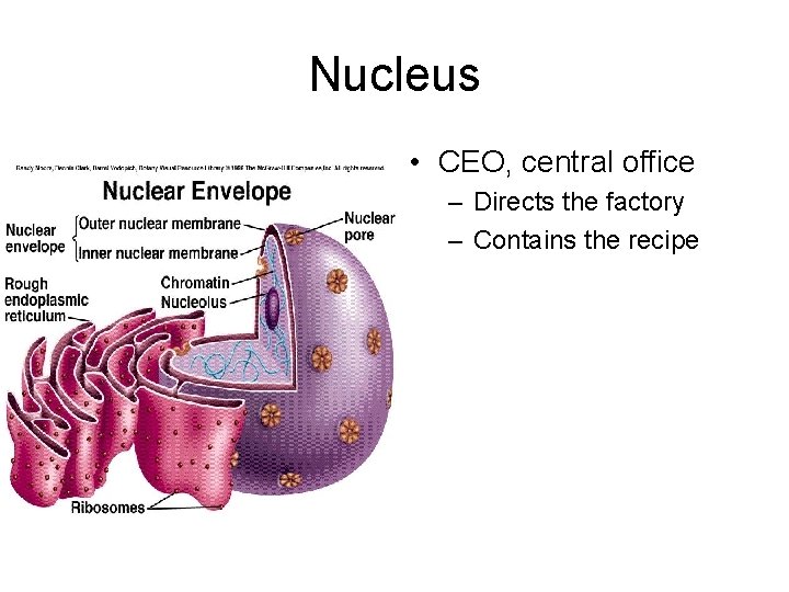 Nucleus • CEO, central office – Directs the factory – Contains the recipe 