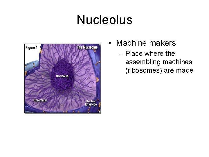 Nucleolus • Machine makers – Place where the assembling machines (ribosomes) are made 