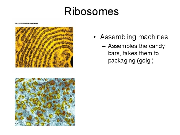 Ribosomes • Assembling machines – Assembles the candy bars, takes them to packaging (golgi)