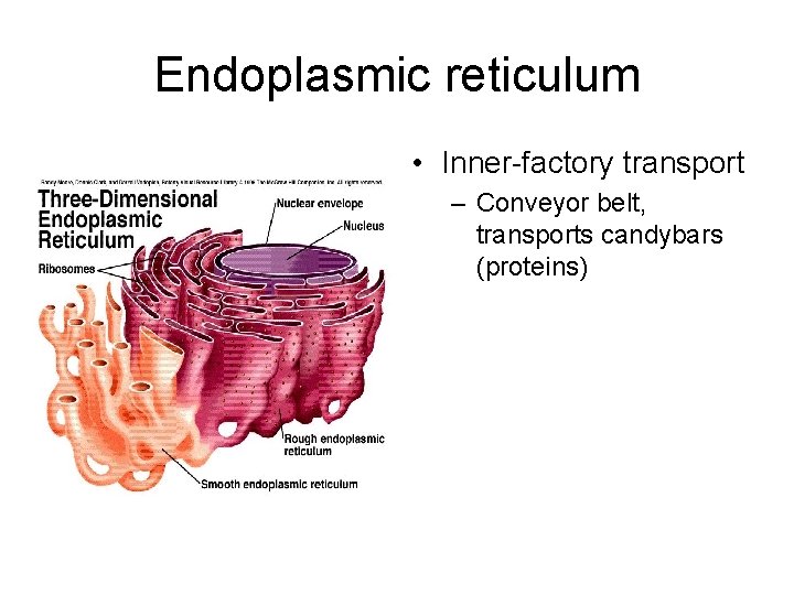 Endoplasmic reticulum • Inner-factory transport – Conveyor belt, transports candybars (proteins) 