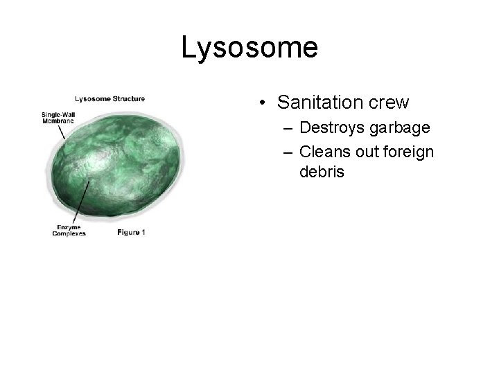 Lysosome • Sanitation crew – Destroys garbage – Cleans out foreign debris 