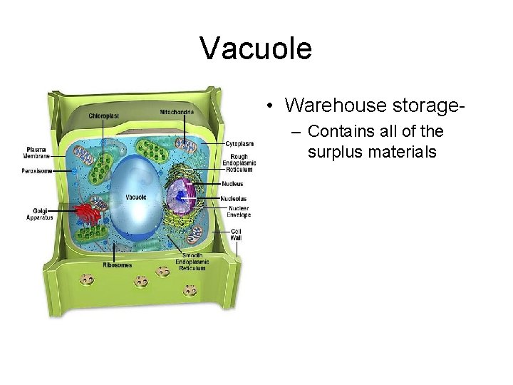 Vacuole • Warehouse storage– Contains all of the surplus materials 