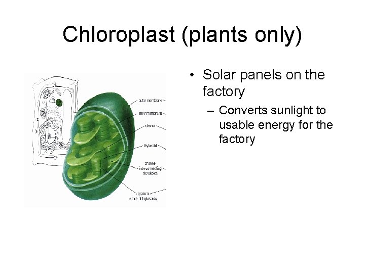 Chloroplast (plants only) • Solar panels on the factory – Converts sunlight to usable