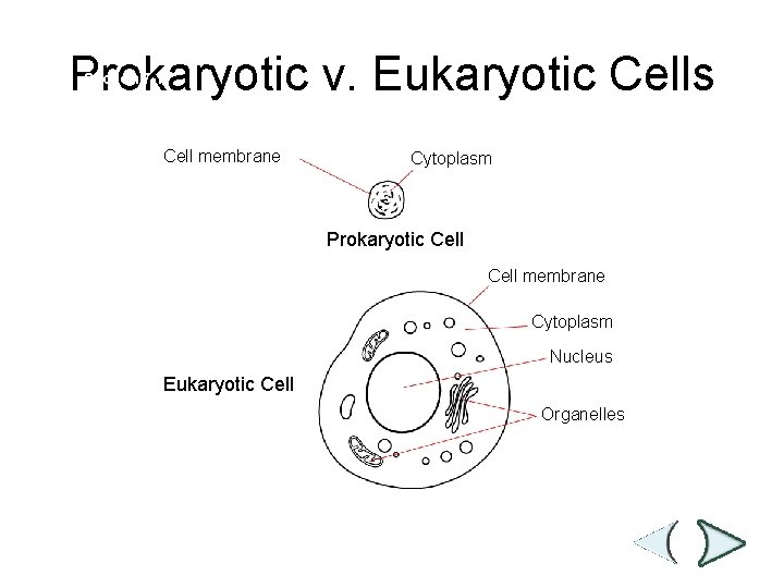 Prokaryotic and Eukaryotic Cells Prokaryotic v. Eukaryotic Cells Section 7 -1 Cell membrane Cytoplasm