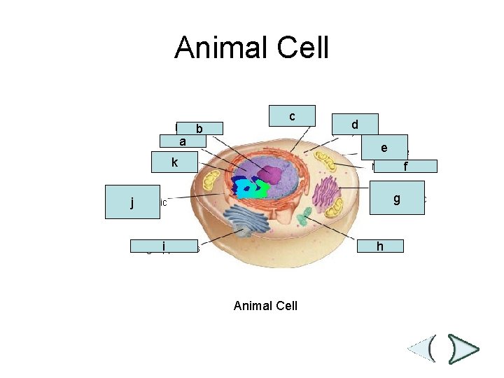 Figure 7 -5 Plant and Animal Cells Animal Cell Section 7 -2 Nucleolus b