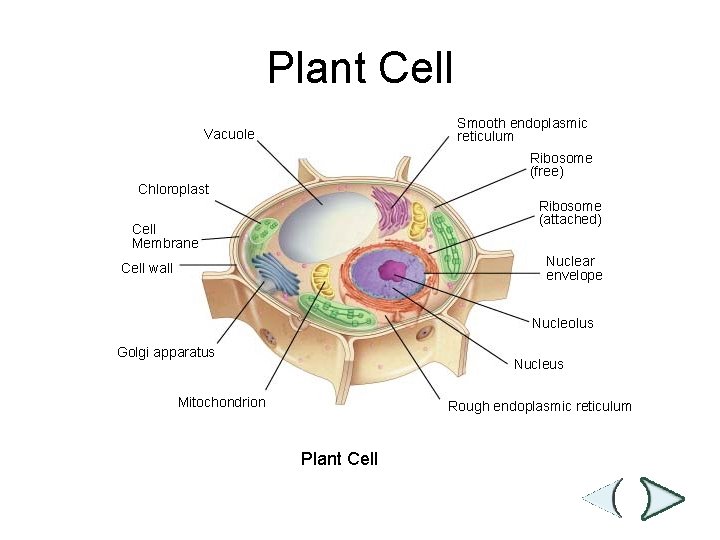 Figure 7 -5 Plant and Animal Cells Plant Cell Section 7 -2 Smooth endoplasmic