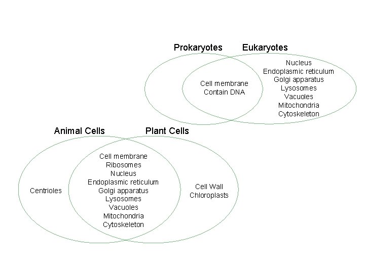 Venn Diagrams Section 7 -2 Prokaryotes Eukaryotes Cell membrane Contain DNA Animal Cells Centrioles