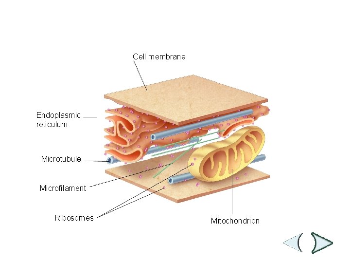 Figure 7 -11 Cytoskeleton Section 7 -2 Cell membrane Endoplasmic reticulum Microtubule Microfilament Ribosomes