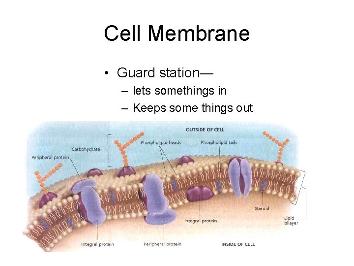 Cell Membrane • Guard station— – lets somethings in – Keeps some things out