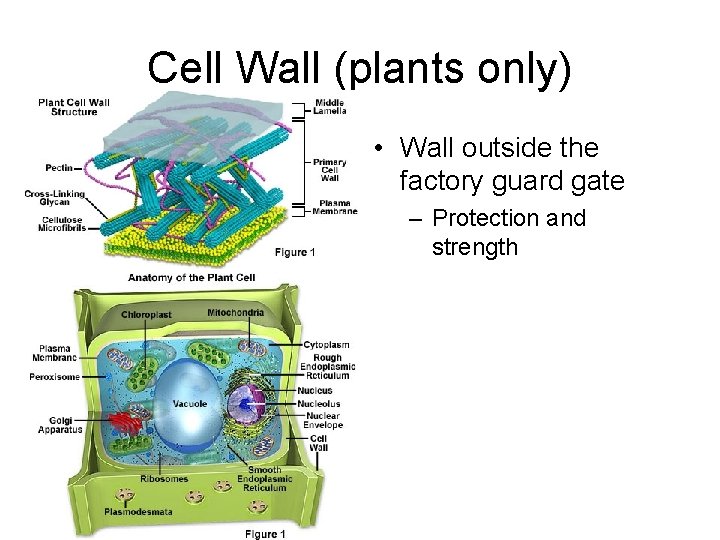 Cell Wall (plants only) • Wall outside the factory guard gate – Protection and