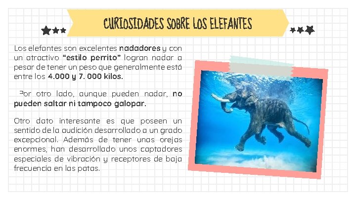 CURIOSIDADES SOBRE LOS ELEFANTES Los elefantes son excelentes nadadores y con un atractivo “estilo