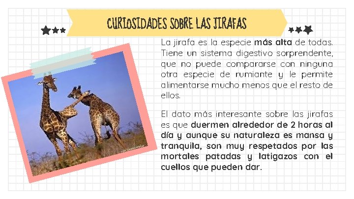 CURIOSIDADES SOBRE LAS JIRAFAS La jirafa es la especie más alta de todas. Tiene
