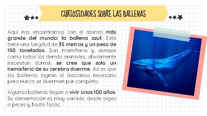 CURIOSIDADES SOBRE LAS BALLENAS Aquí nos encontramos con el animal más grande del mundo: