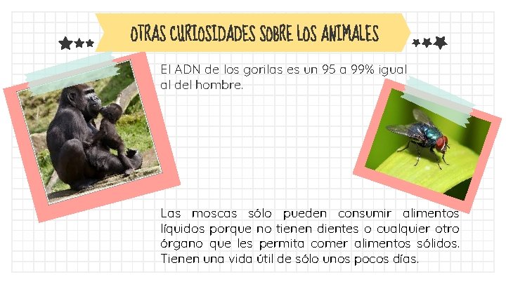 OTRAS CURIOSIDADES SOBRE LOS ANIMALES El ADN de los gorilas es un 95 a