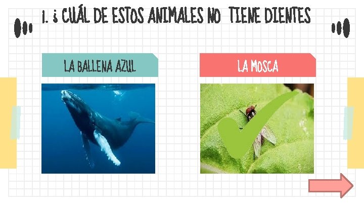 1. ¿ CUÁL DE ESTOS ANIMALES NO TIENE DIENTES LA BALLENA AZUL LA MOSCA