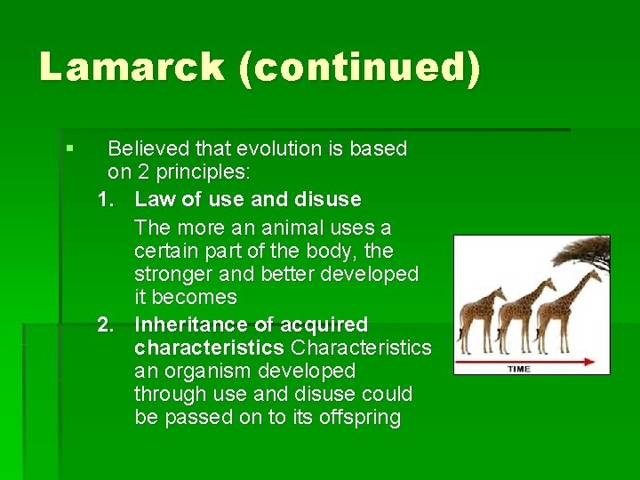 Lamarck (continued) § Believed that evolution is based on 2 principles: 1. Law of