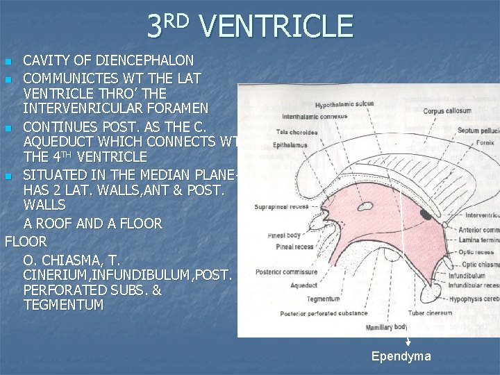 3 RD VENTRICLE CAVITY OF DIENCEPHALON n COMMUNICTES WT THE LAT VENTRICLE THRO’ THE