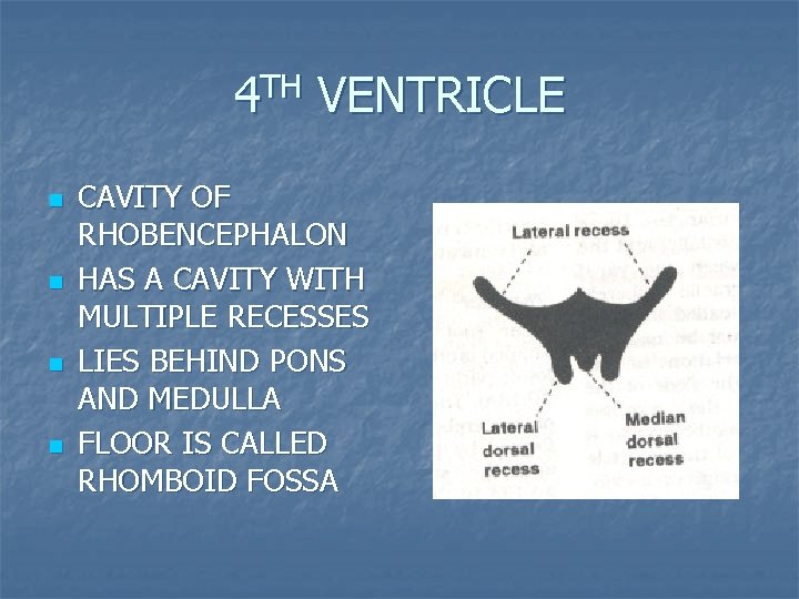 4 TH VENTRICLE n n CAVITY OF RHOBENCEPHALON HAS A CAVITY WITH MULTIPLE RECESSES