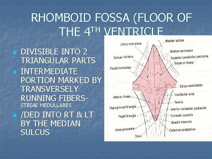 RHOMBOID FOSSA (FLOOR OF THE 4 TH VENTRICLE n n DIVISIBLE INTO 2 TRIANGULAR