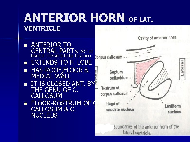 ANTERIOR HORN OF LAT. VENTRICLE n ANTERIOR TO CENTRAL PART START at level of