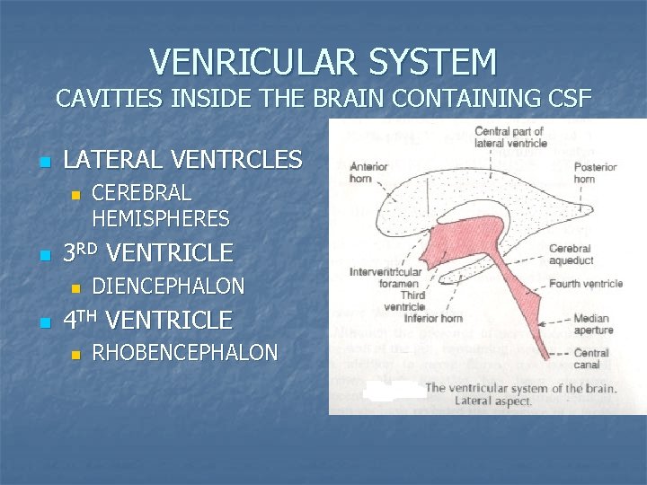 VENRICULAR SYSTEM CAVITIES INSIDE THE BRAIN CONTAINING CSF n LATERAL VENTRCLES n n 3