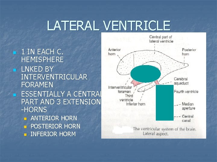 LATERAL VENTRICLE n n n 1 IN EACH C. HEMISPHERE LNKED BY INTERVENTRICULAR FORAMEN