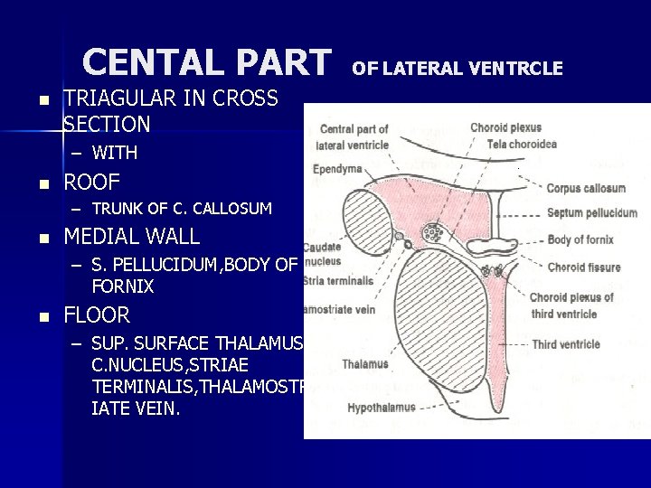 CENTAL PART n TRIAGULAR IN CROSS SECTION – WITH n ROOF – TRUNK OF