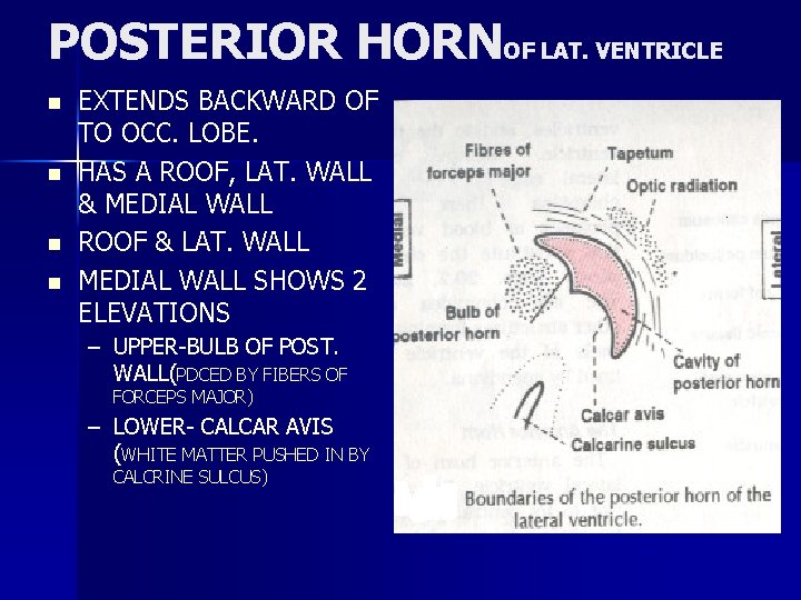 POSTERIOR HORNOF LAT. VENTRICLE n n EXTENDS BACKWARD OF TO OCC. LOBE. HAS A
