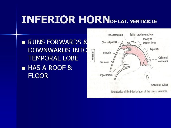 INFERIOR HORNOF LAT. VENTRICLE n n RUNS FORWARDS & DOWNWARDS INTO TEMPORAL LOBE HAS