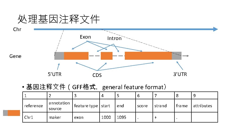 处理基因注释文件 Chr Exon Intron Gene 5’UTR 3’UTR CDS • 基因注释文件（GFF格式，general feature format） 1 2