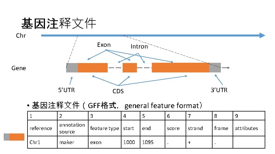 基因注释文件 Chr Exon Intron Gene 5’UTR 3’UTR CDS • 基因注释文件（GFF格式，general feature format） 1 2