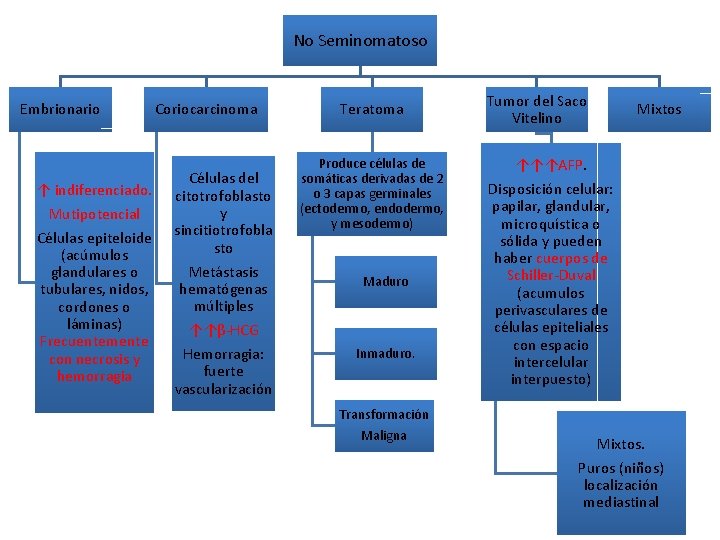 No Seminomatoso Embrionario ↑ indiferenciado. Mutipotencial Células epiteloide (acúmulos glandulares o tubulares, nidos, cordones