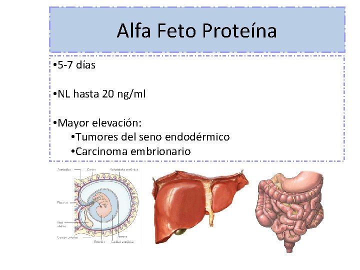 Alfa Feto Proteína • 5 -7 días • NL hasta 20 ng/ml • Mayor