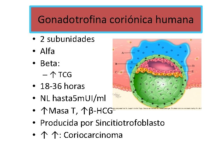 Gonadotrofina coriónica humana • 2 subunidades • Alfa • Beta: – ↑ TCG •