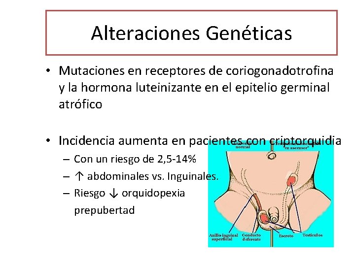 Alteraciones Genéticas • Mutaciones en receptores de coriogonadotrofina y la hormona luteinizante en el