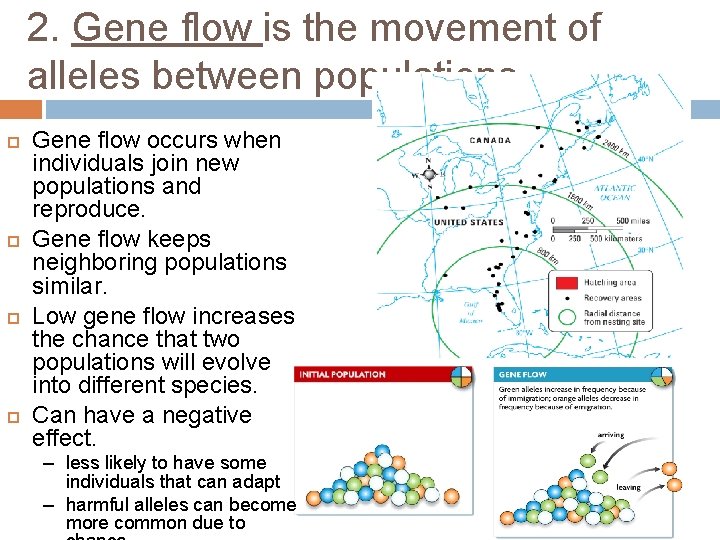 2. Gene flow is the movement of alleles between populations. Gene flow occurs when